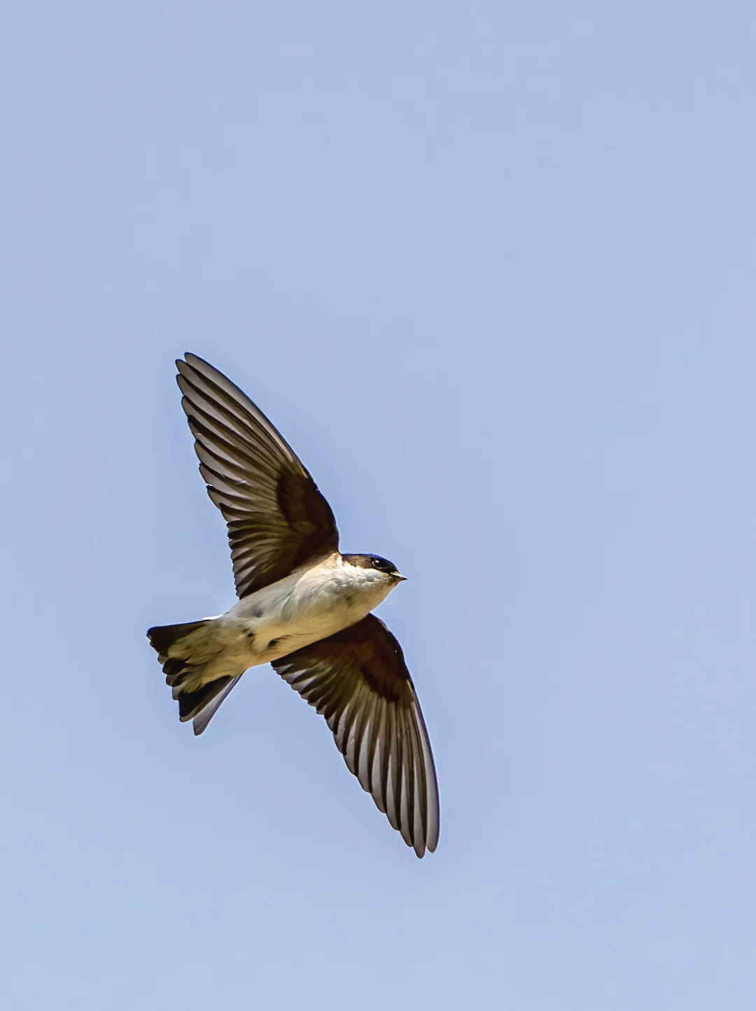 烟腹毛脚燕是空中的圆润小可爱