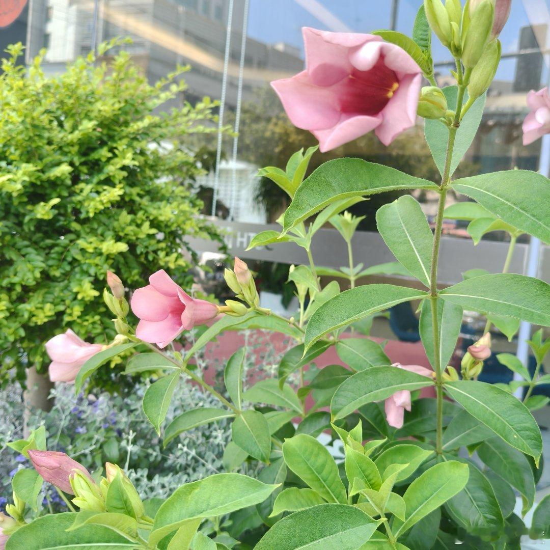 偷声木兰花.紫蝉花
绿青丛内红霞卉，瓣朶仪型钟喇示。
十月花期，单朶凋萎接续奇。
貂蝉联想迷人计，娇艳毒含为保自。
似缺花芯，称“好男人”名目临。
（冯延巳体）  ​