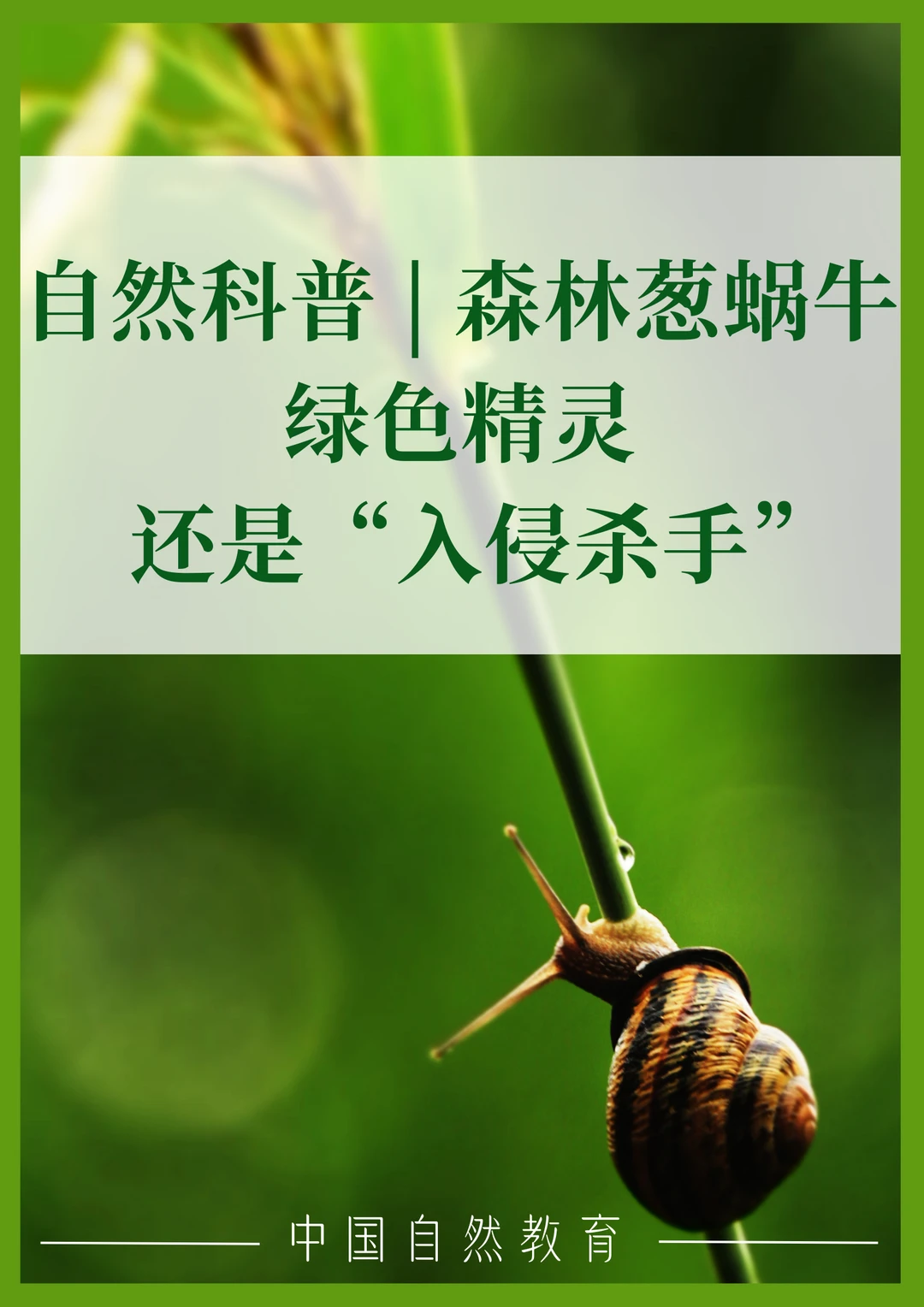 科普知识｜绿色精灵还是“入侵杀手”