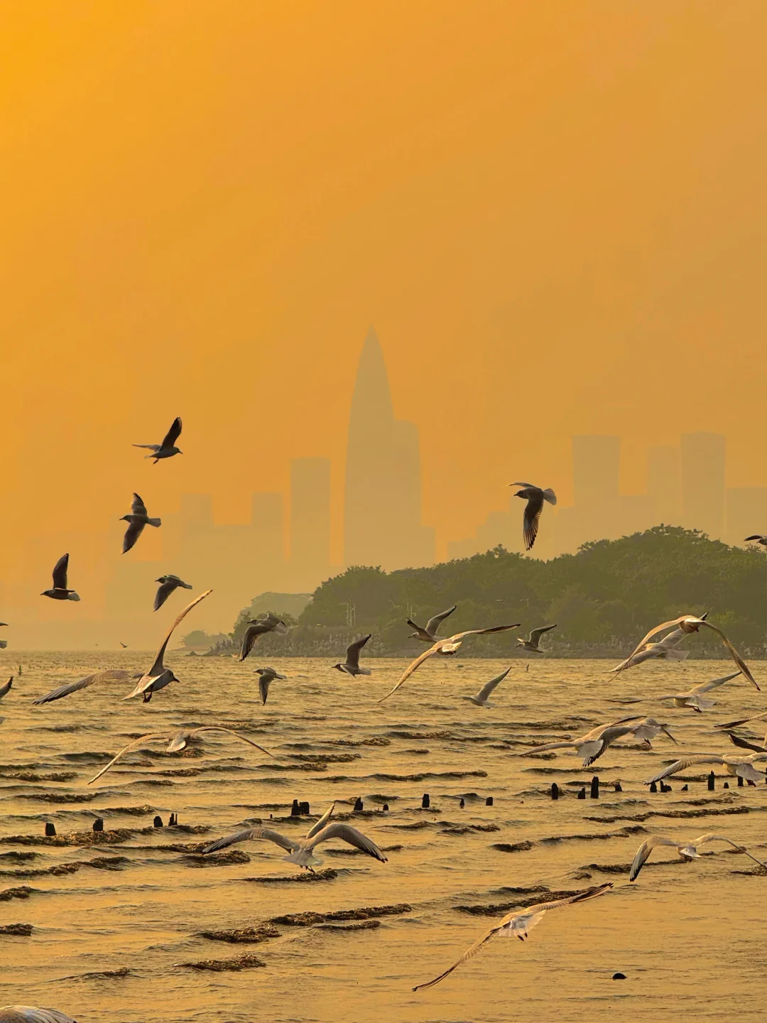 Live海鸥与夕阳同框🌇原来深圳冬天这么温柔