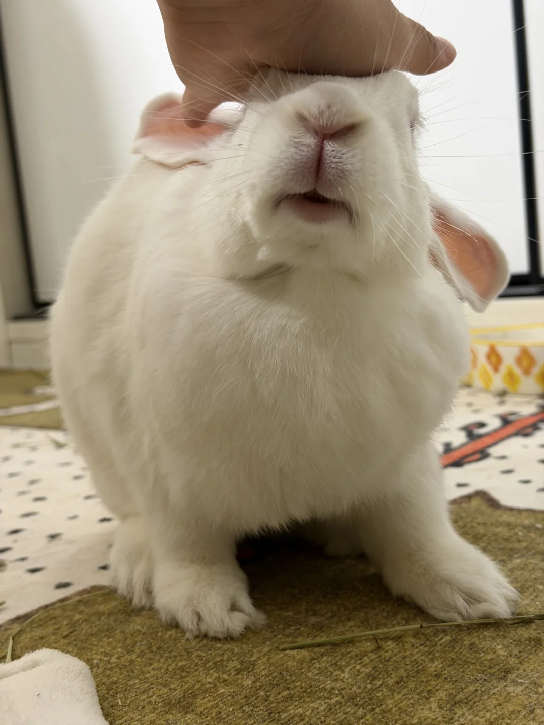 太！可！爱！啦！