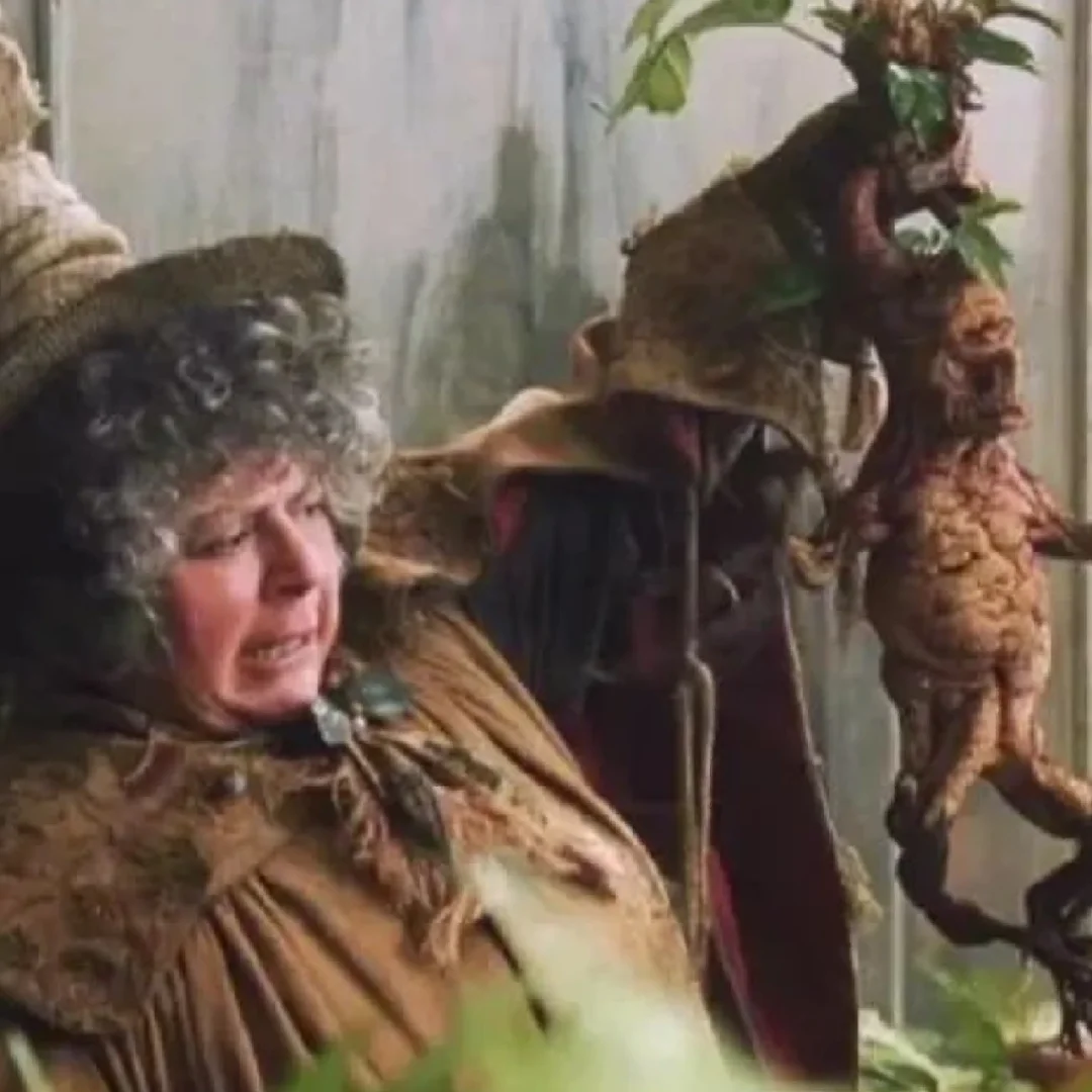 “魔法植物”曼德拉草Mandragora autumnali