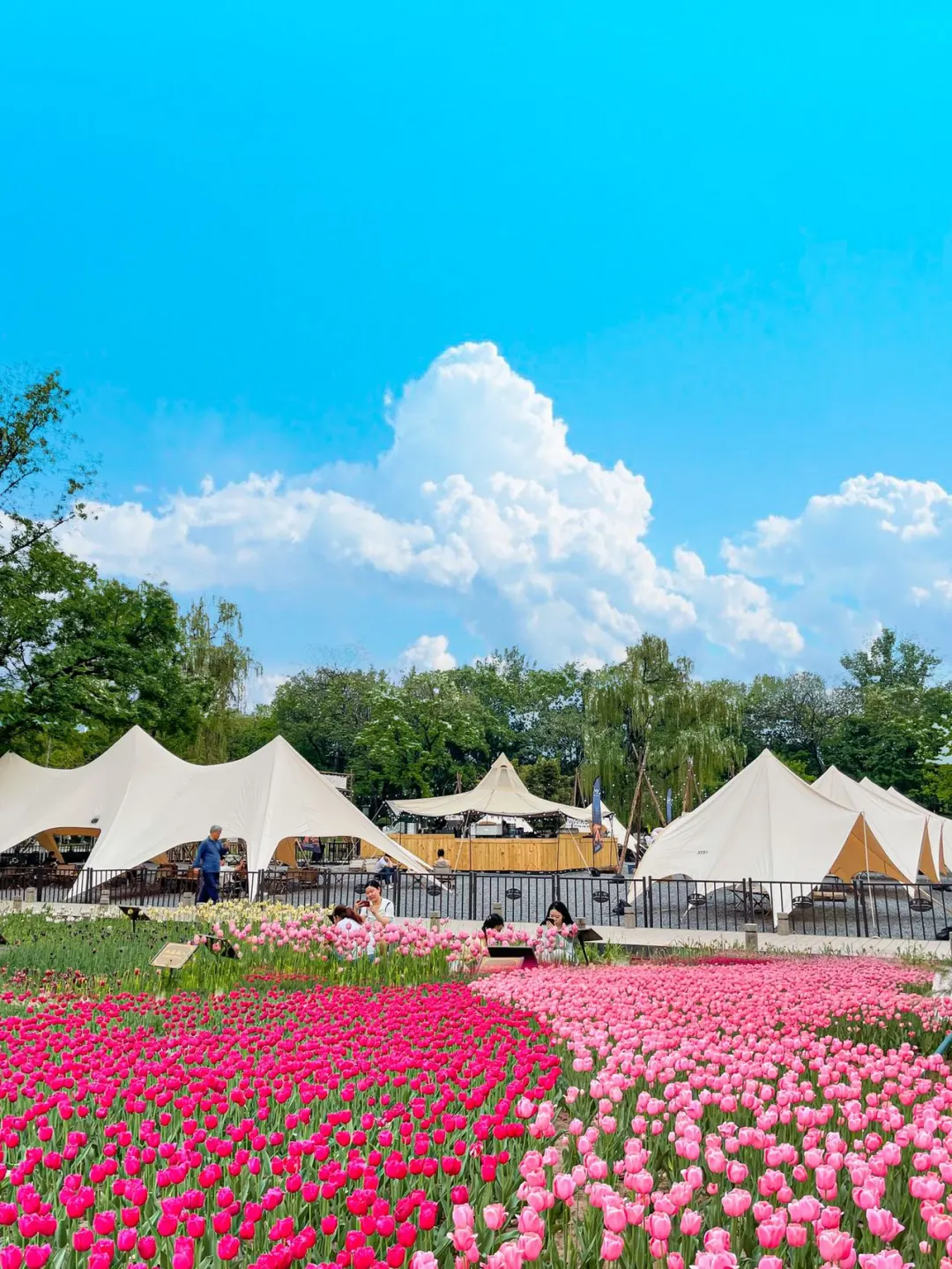 接下来的西安 是一万次春和景明🌸