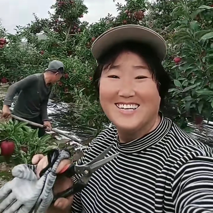 种了30多年花牛苹果，今年又被别人上了一课。早听说过给红富士铺反光膜，给花牛苹果