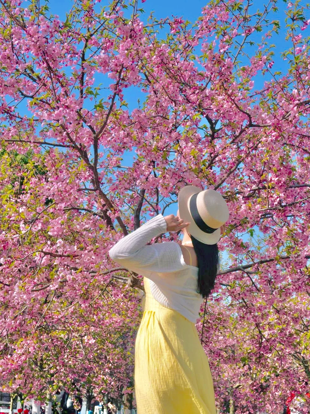 我宣布！杭州的春天是一万次的春和景明‼️