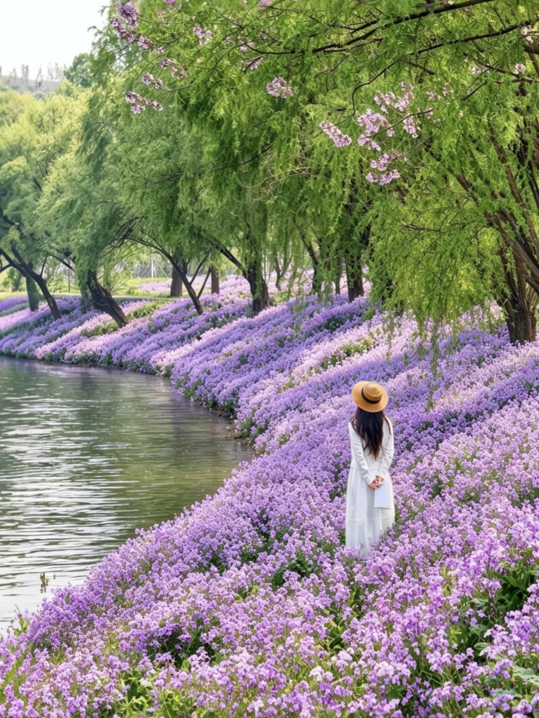 4.15没人快冲！北京超小众二月兰无人花海