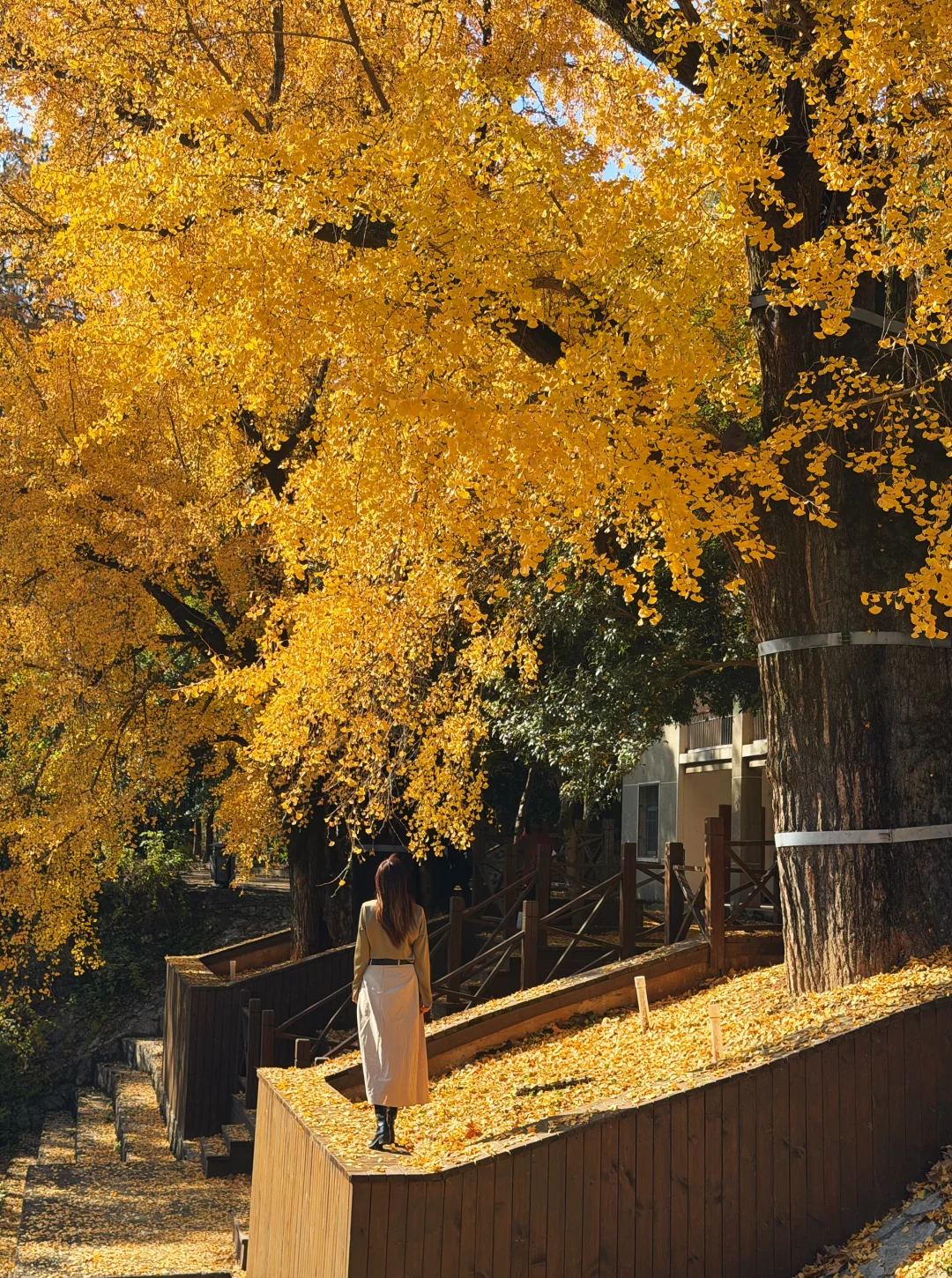 江夏金口的千年古银杏，终于拍到了