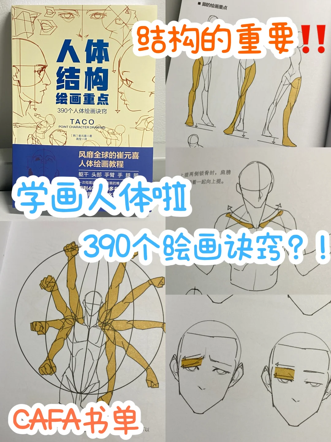 央美书单📕人体结构的重要性❗️躯干比例篇