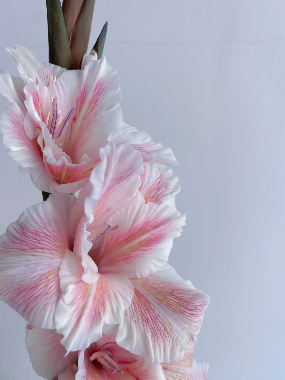 带你每天认识一种花材170｜粉色阿贾克斯剑兰