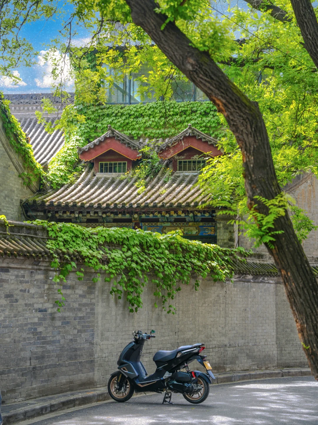 西安的春天应该是从这一条街开始的吧！！