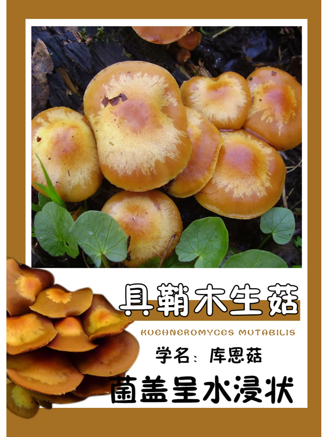 容易与剧毒蘑菇丧钟混淆，得注意分辨~