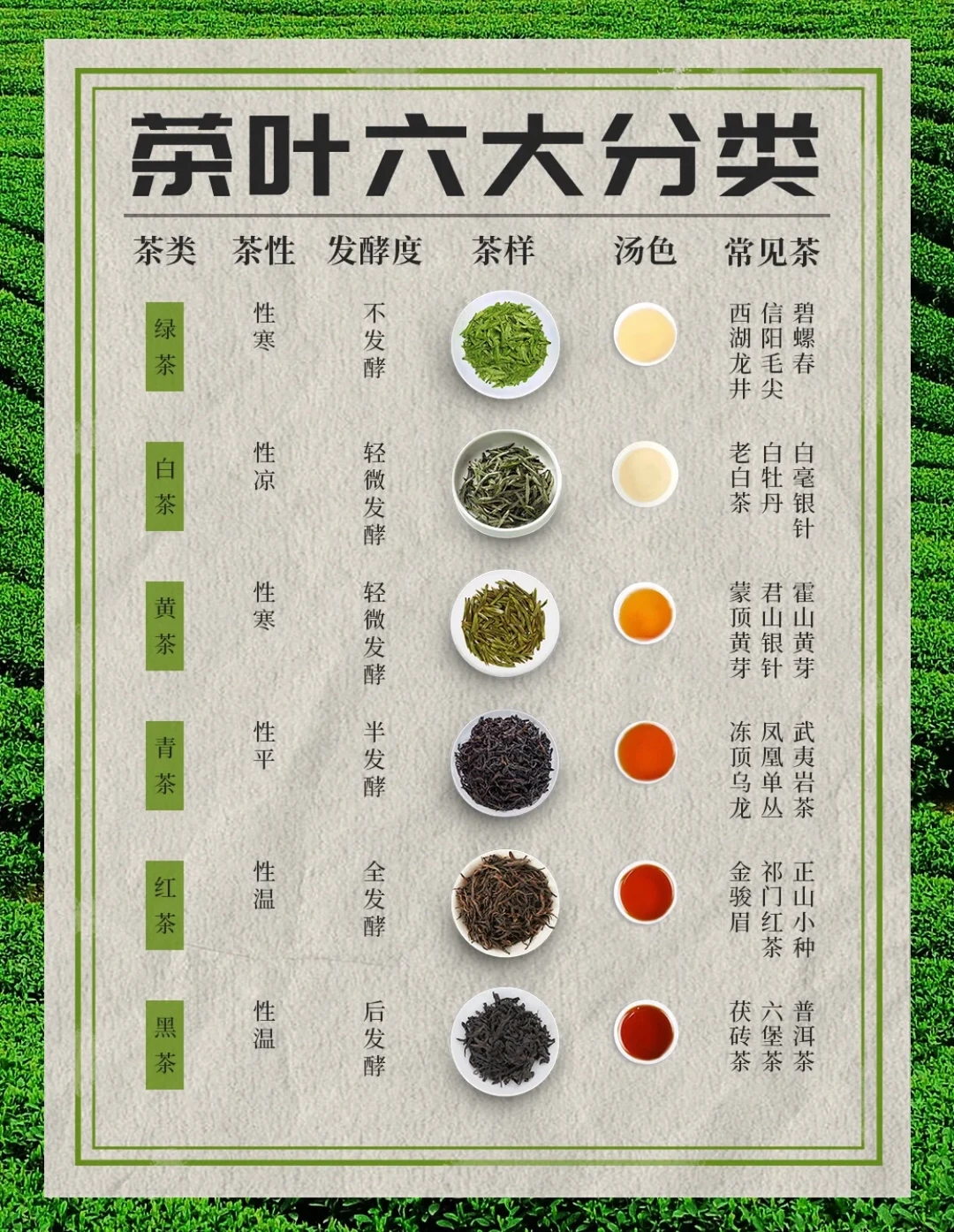 知识大全：六大茶系最详细介绍