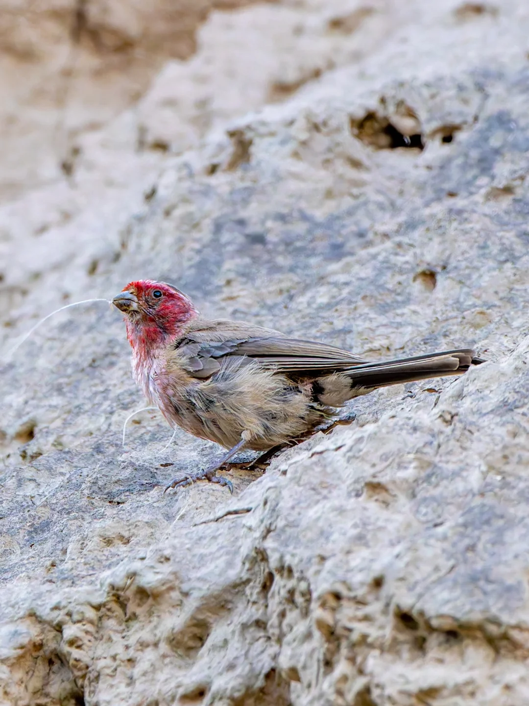 荒漠中的一个小红点🔴沙色朱雀