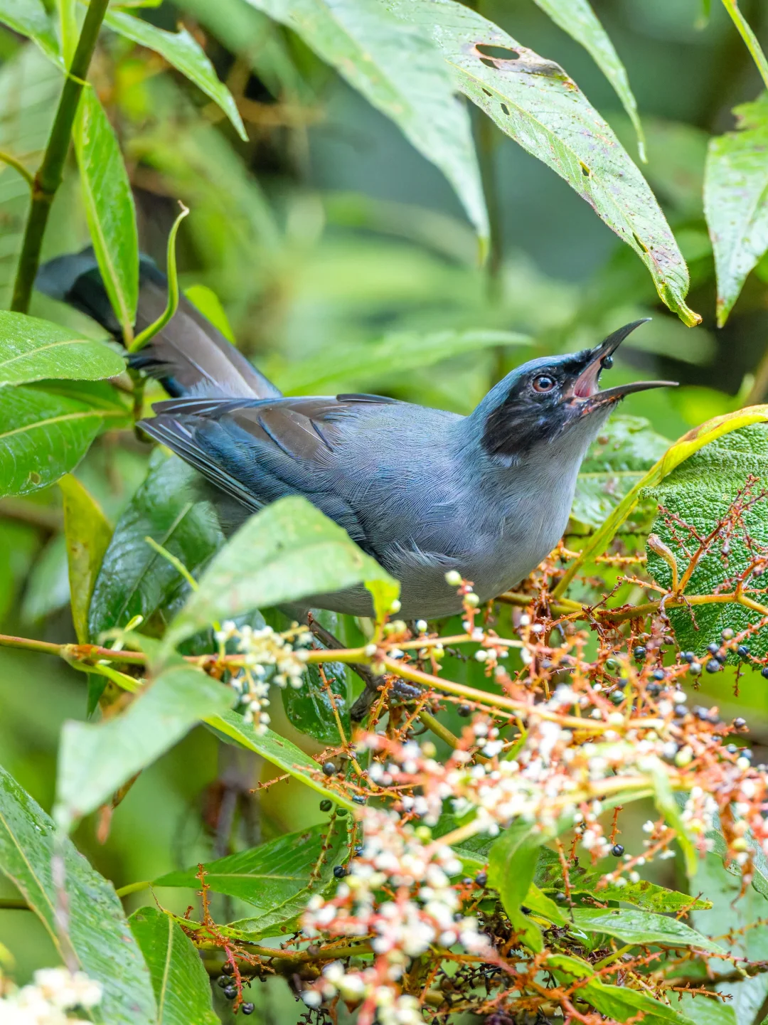 丽色奇鹛吃的什么果？