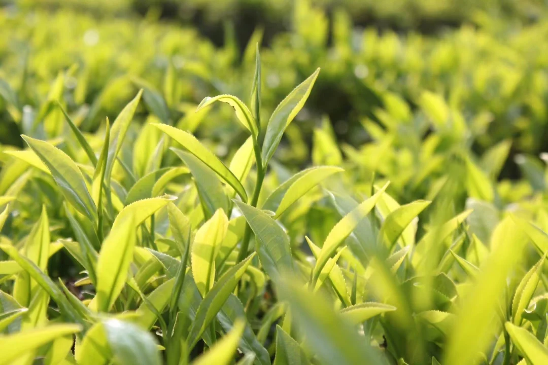 又是一年春茶季 阳春三月