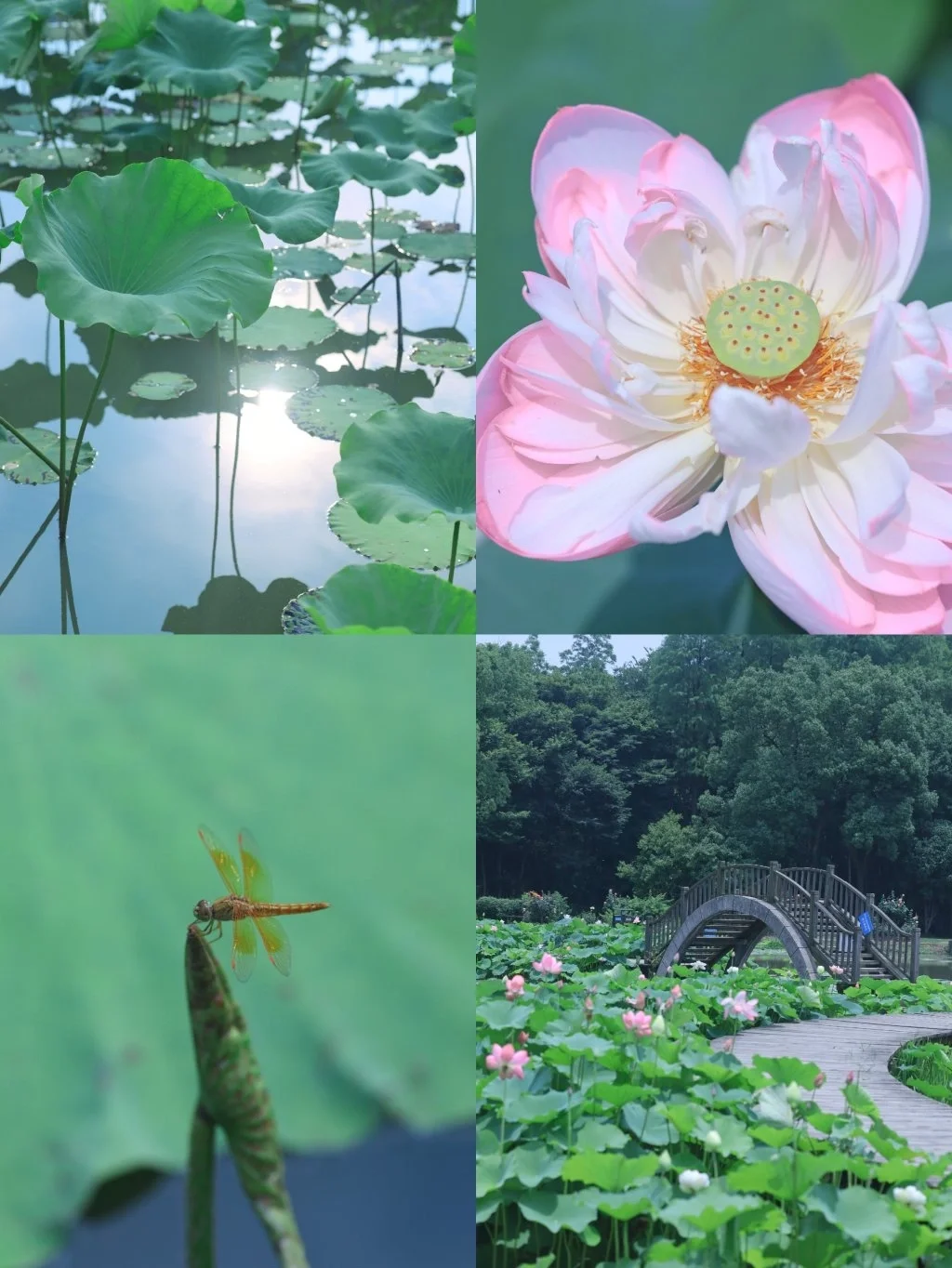 武汉赏荷宝藏地/误入藕花深处，美如画❗️