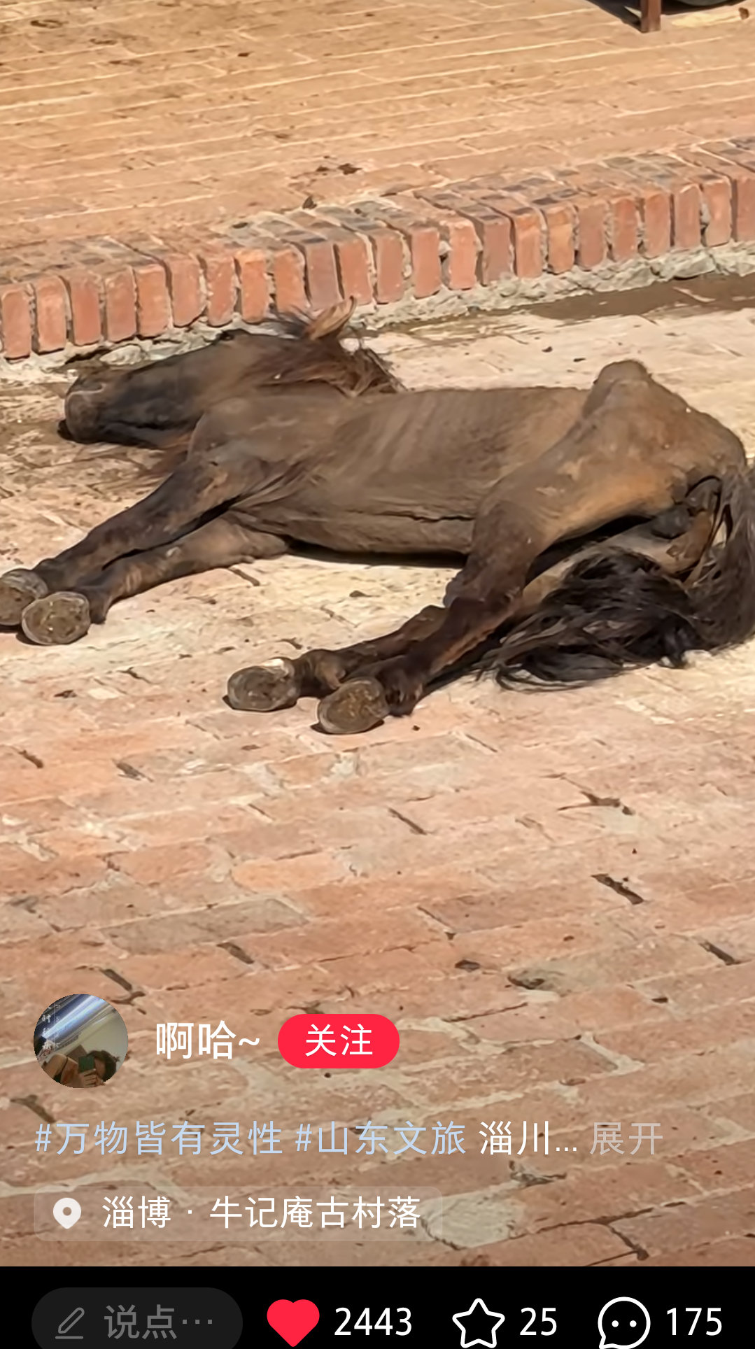 #景区小马被游客骑断腰椎#
还有个动物园的小马被活活饿死了！！！！！#央视呼吁禁止虐动物尽快立法# ​