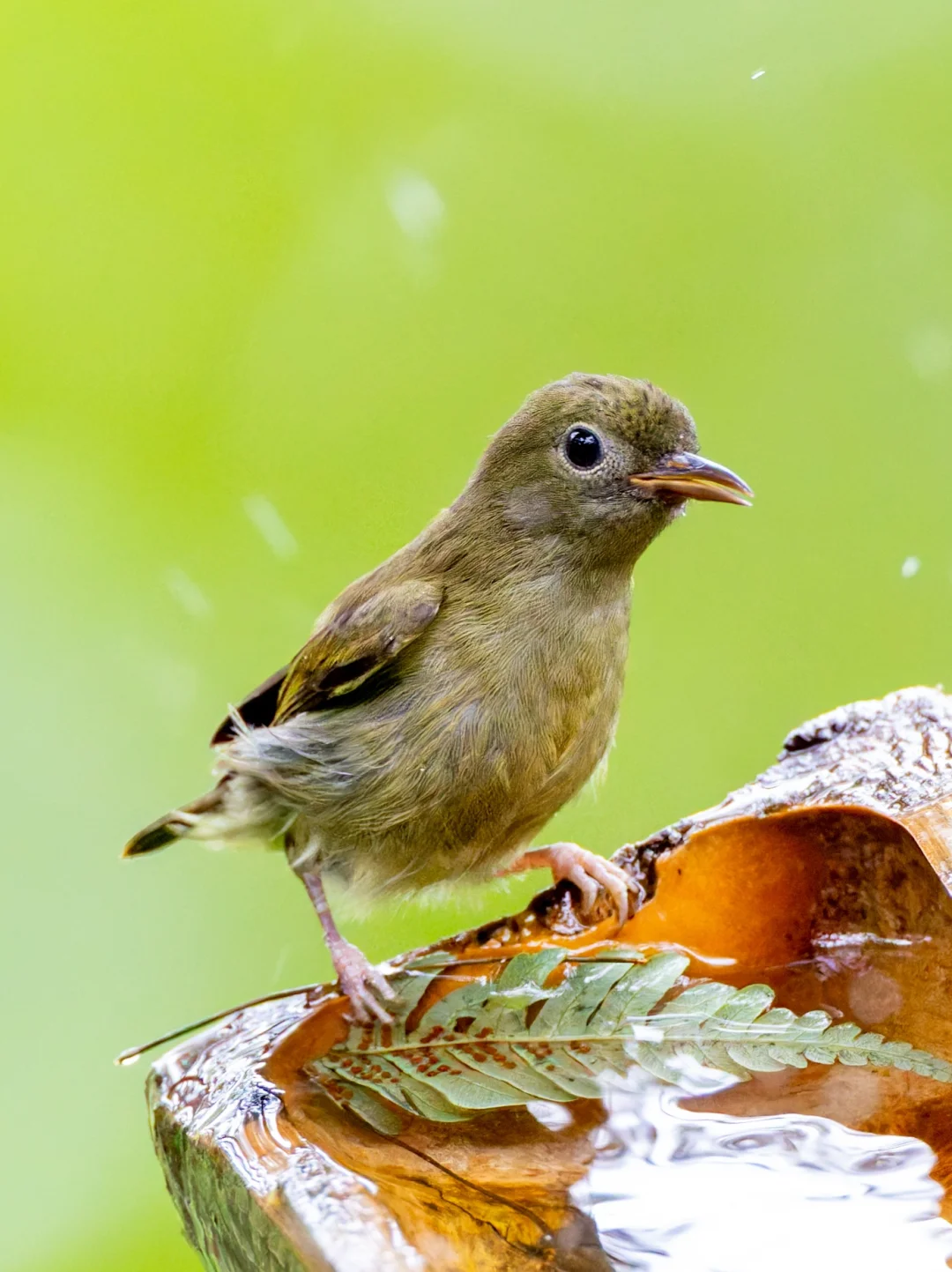 又一个自然界可爱担当：白腹啄花鸟