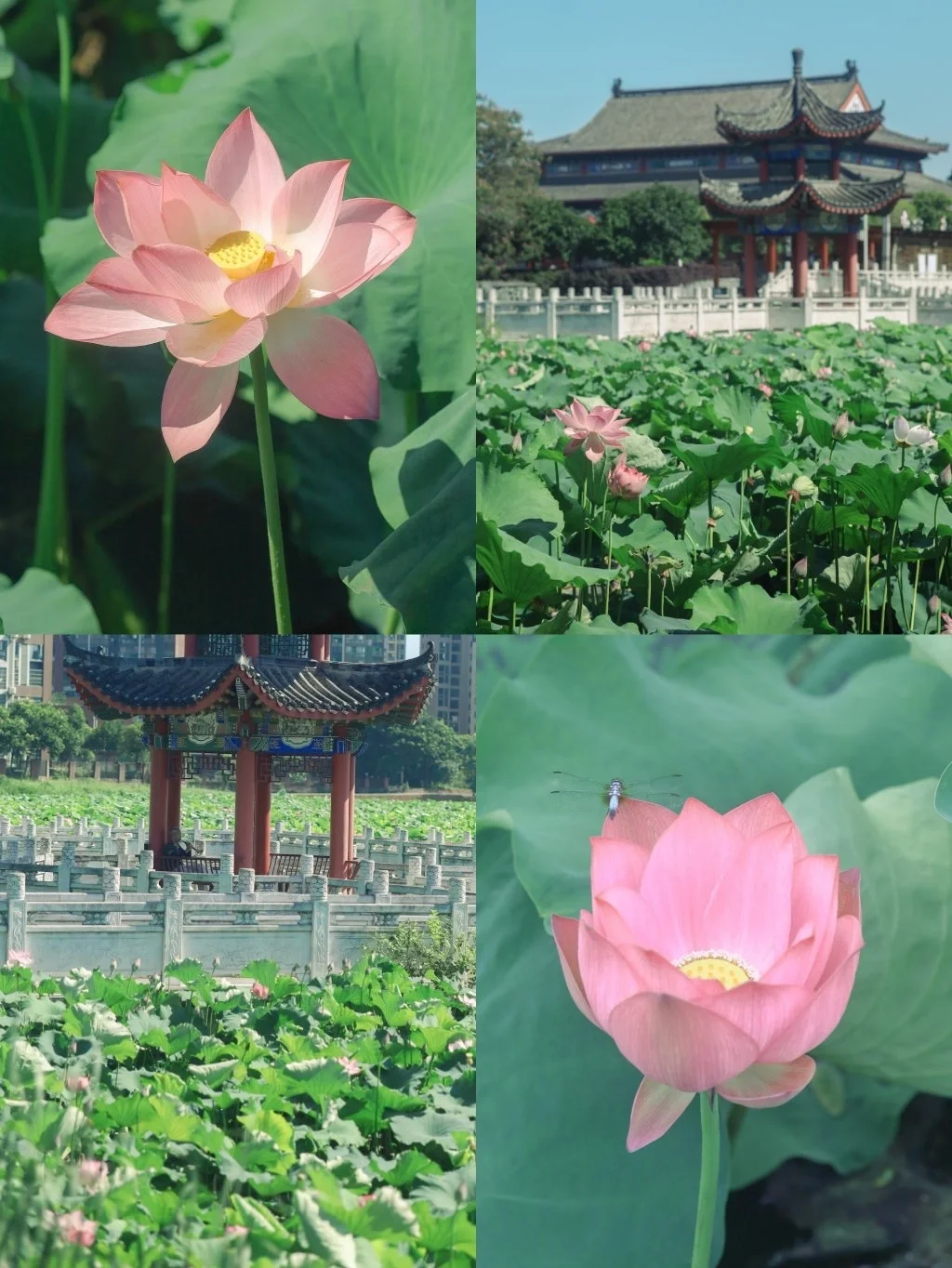 武汉拍照/夏日荷花清透调色，误入水墨画！