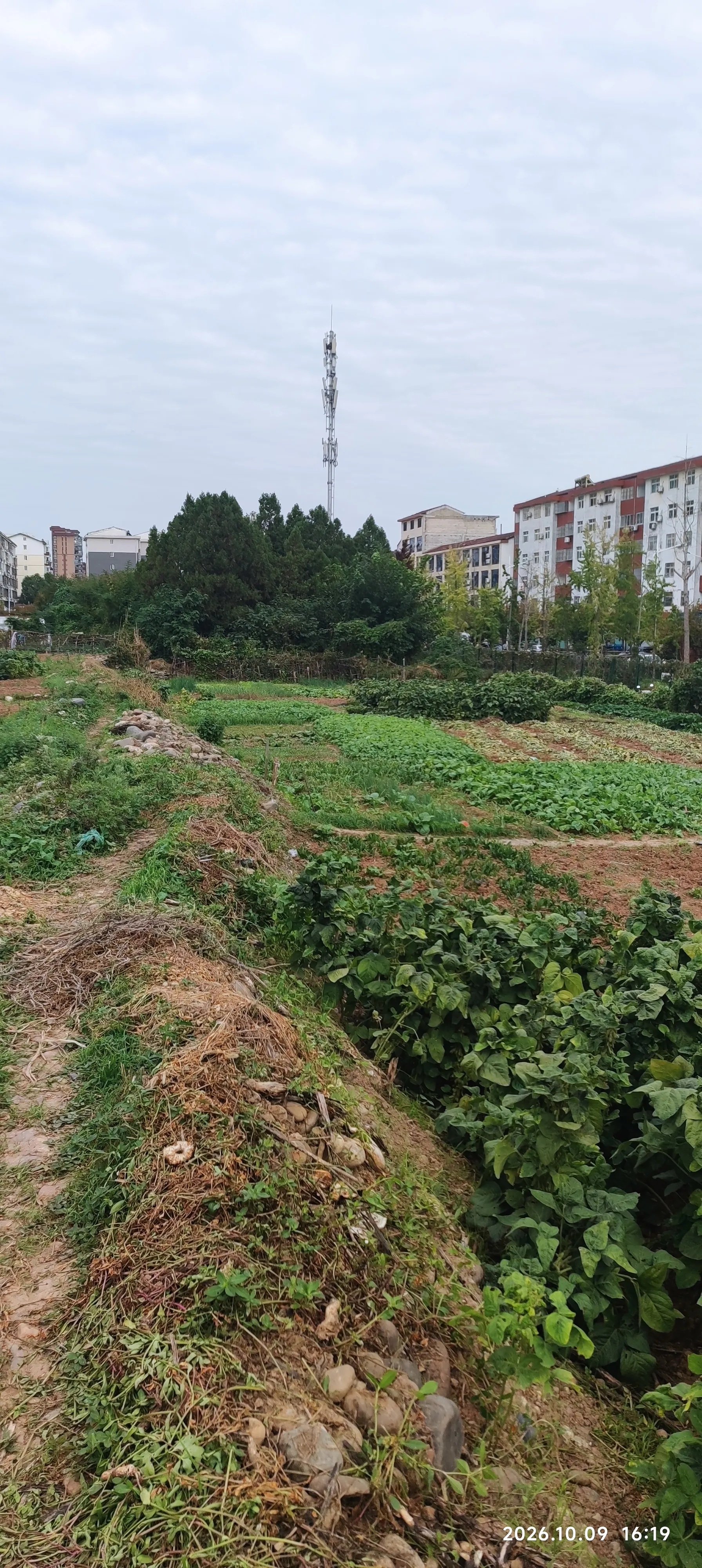 《城市边上的小菜园，藏着平淡烟火》
高楼旁边还有一方菜地，一畦畦绿意，守着寻常日