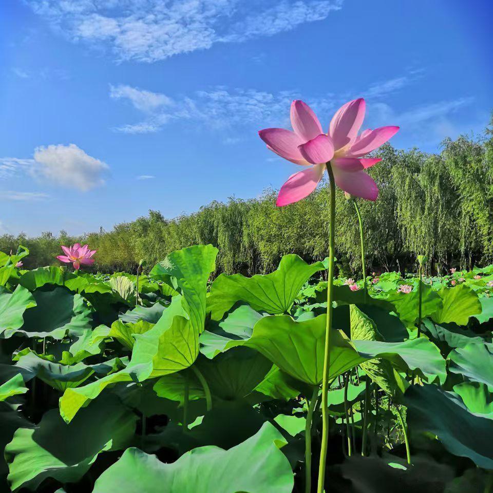 [超话]早晨！ 做浪漫的生活家🌸 手捧鲜花，心奏乐歌， 顺风踩光，为...