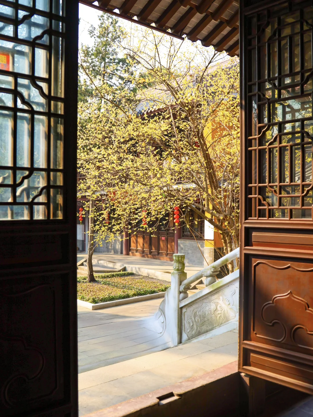 南京的腊梅要杀疯了！！！！（📍附地址