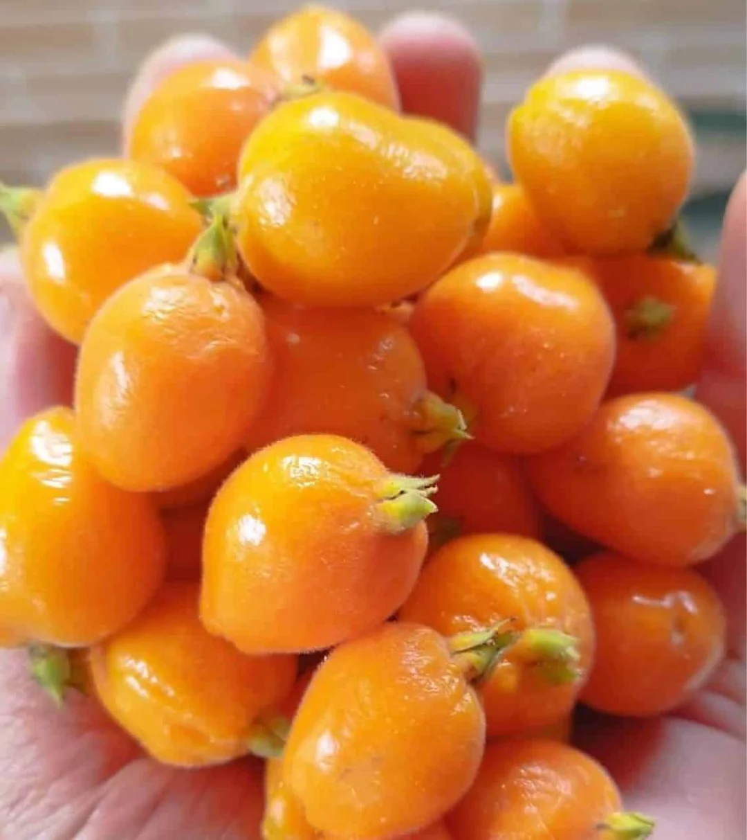 稀有桃金娘浆果～Eugenia acutata