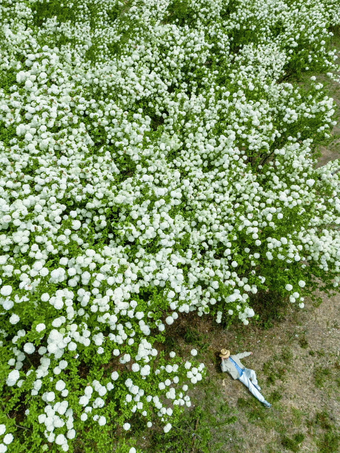 木绣球花海开爆了‼️春日顶流上线美到窒息