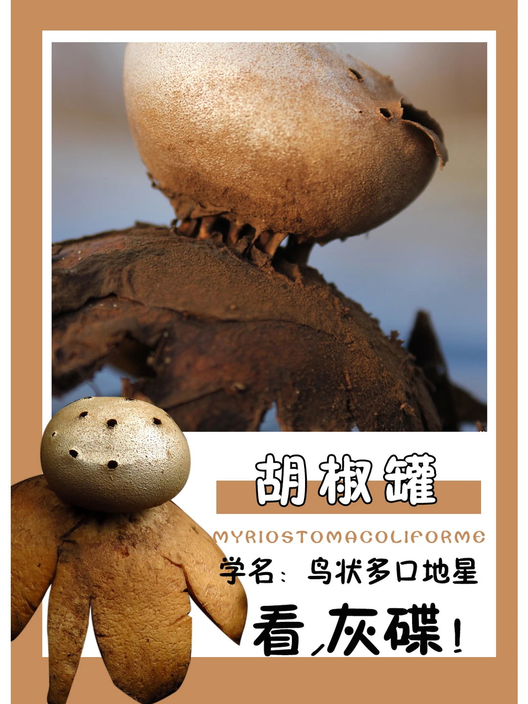 这是外星生物吧~