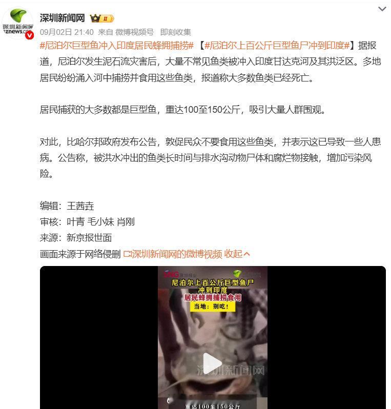 #尼泊尔山洪冲来巨型鲶鱼#惊险一幕❗尼泊尔泥石流把大量百公斤级巨型鱼冲进印度河流，大批居民下河捕捞食用。多数鱼已经死亡，水体混杂动物腐尸污染严重。当地政府紧急警告禁止食用，已有民众吃后出现身体不适 ​