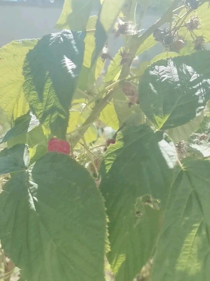 她哭诉孩子不肯戴项链，可跳水冠军张家齐，连项链都没见过。
前一阵子好多亲戚朋友跟我说，你妈妈知道你要回家，到处托人买鸡鸭鱼肉，提前准备了一大堆好吃的。
所有人都在跟我讲妈妈有多惦记我、为我费心。
唯独我本人，完全不知情，那些吃食我一口也没有吃到。当时我正一个人在几百公里外的医院里做全麻手术。我妈妈没