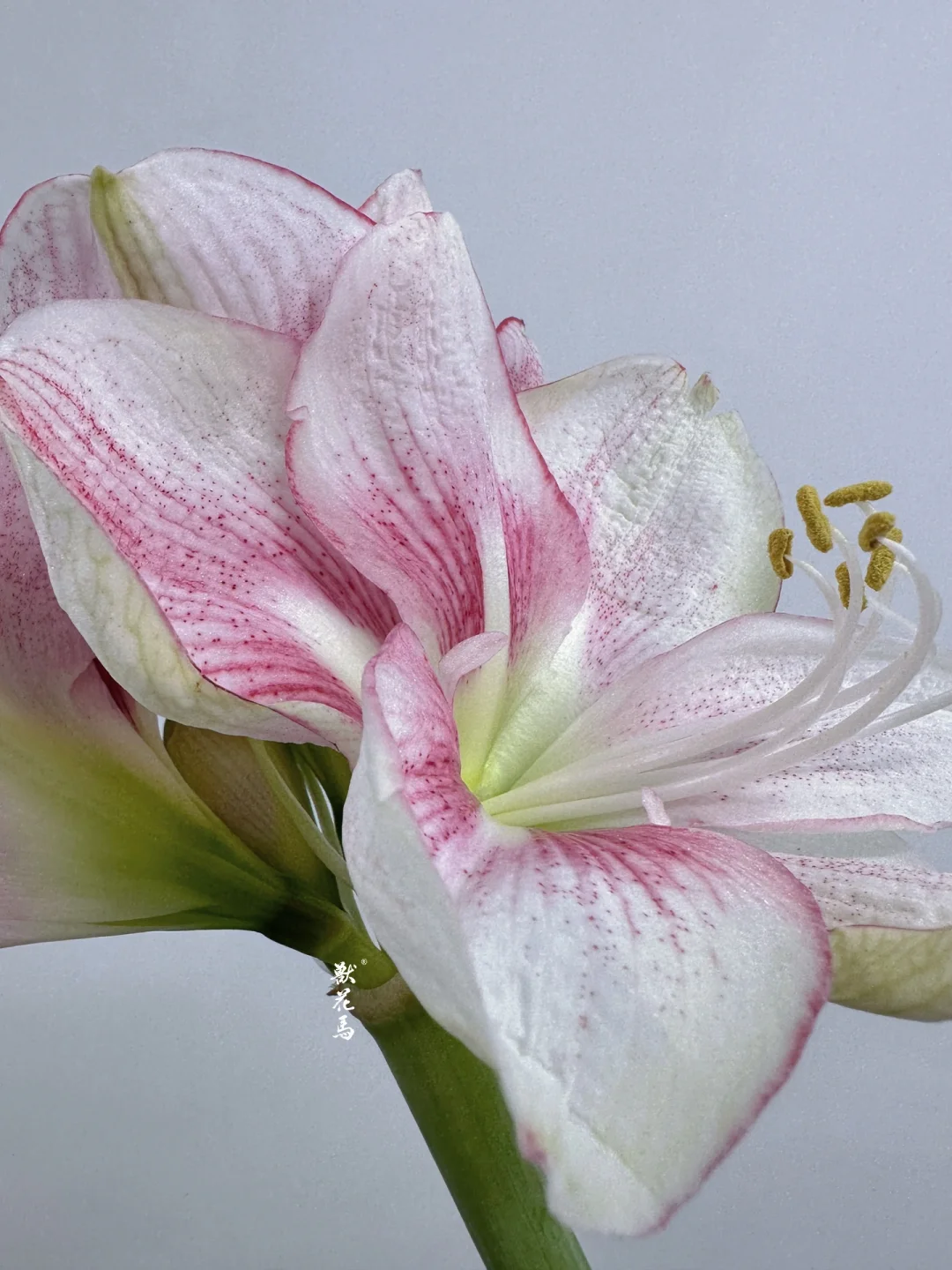 花材认识｜朱顶红“邂逅”