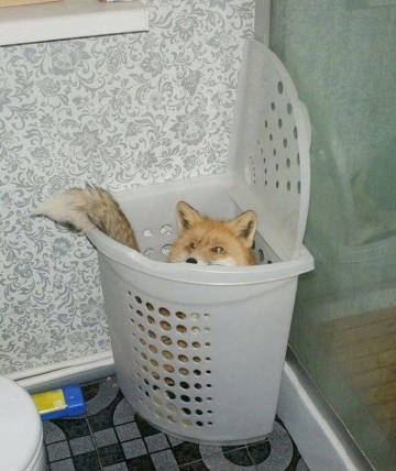 偶尔看我哥们下棋下得四脚乱蹬被小朋友（比如鼎子）按着打也想找个垃圾桶把...