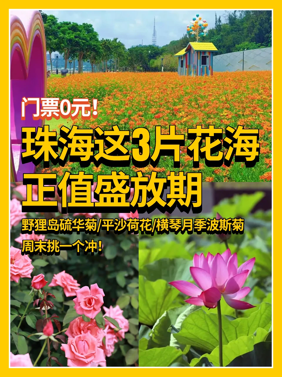 珠海这3片花海👉周末就冲这3个赏花地