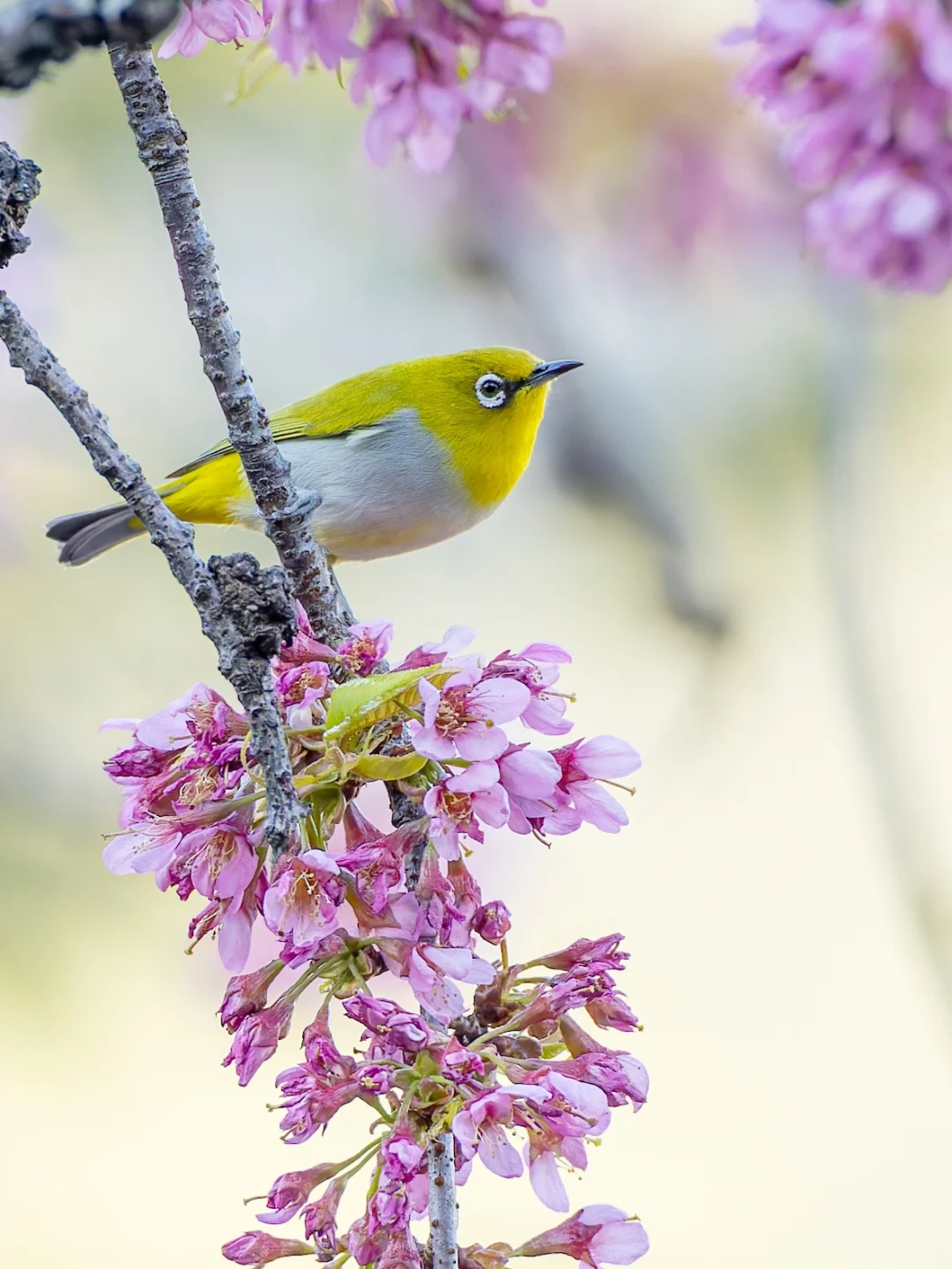 谁能拒绝樱花上的灰腹绣眼鸟