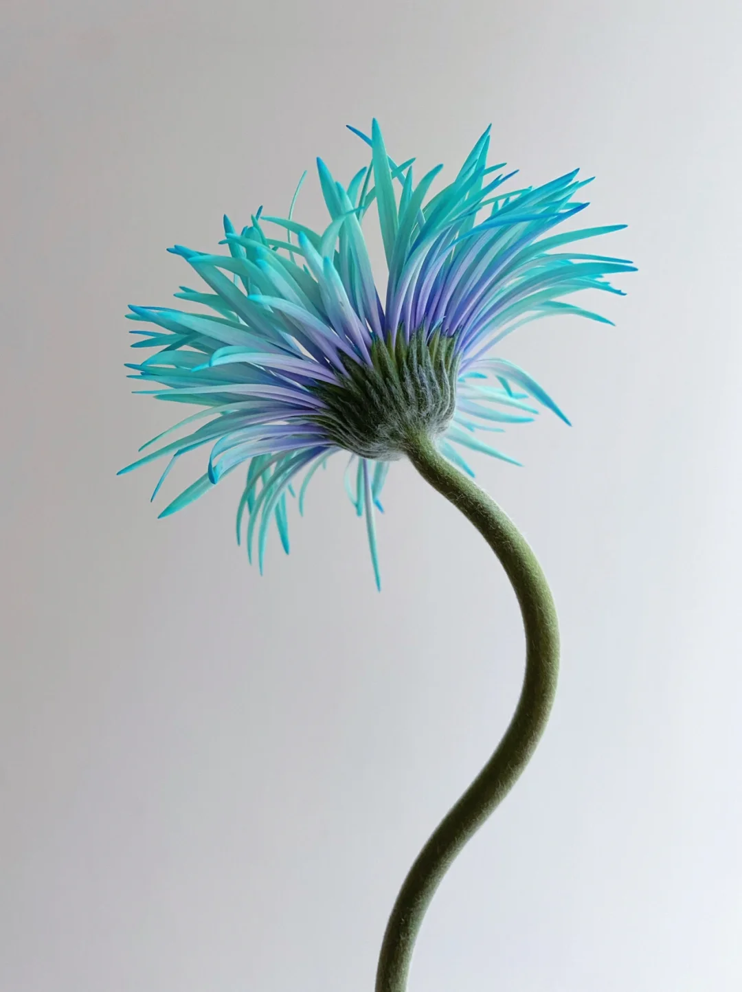 带你每天认识一种花材159｜吸色拉丝弗朗