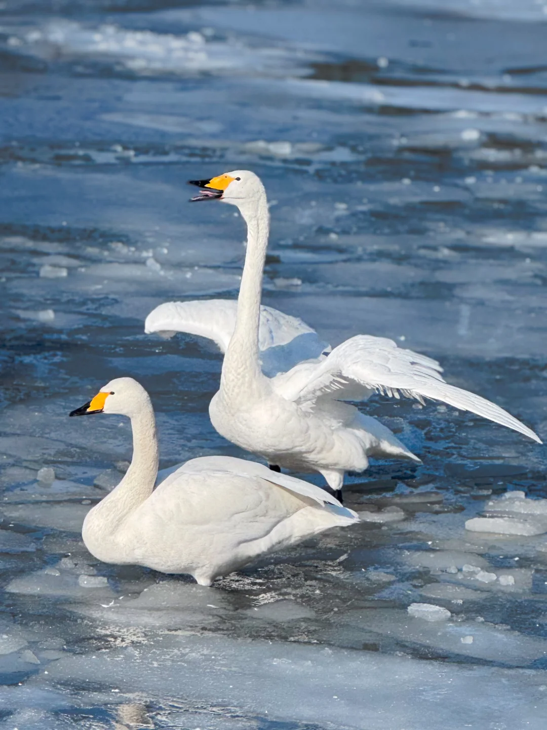 荣成天鹅湖，看大鹅吵架