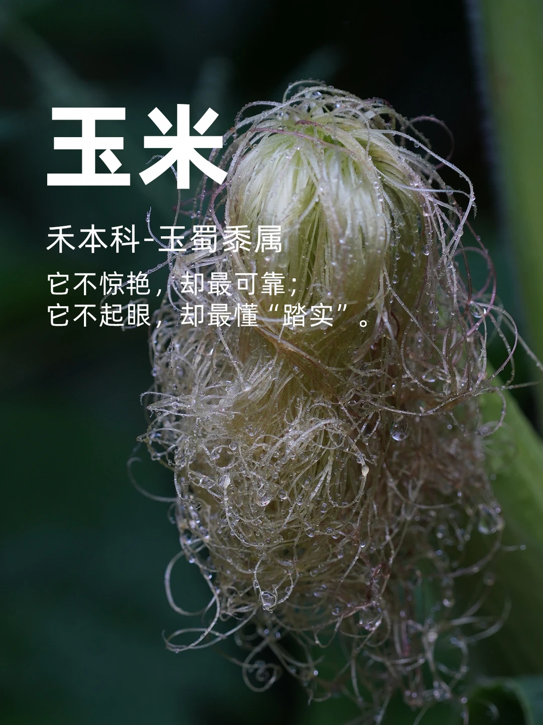 玉米，不惊艳，却最可靠；不耀眼，却最踏实