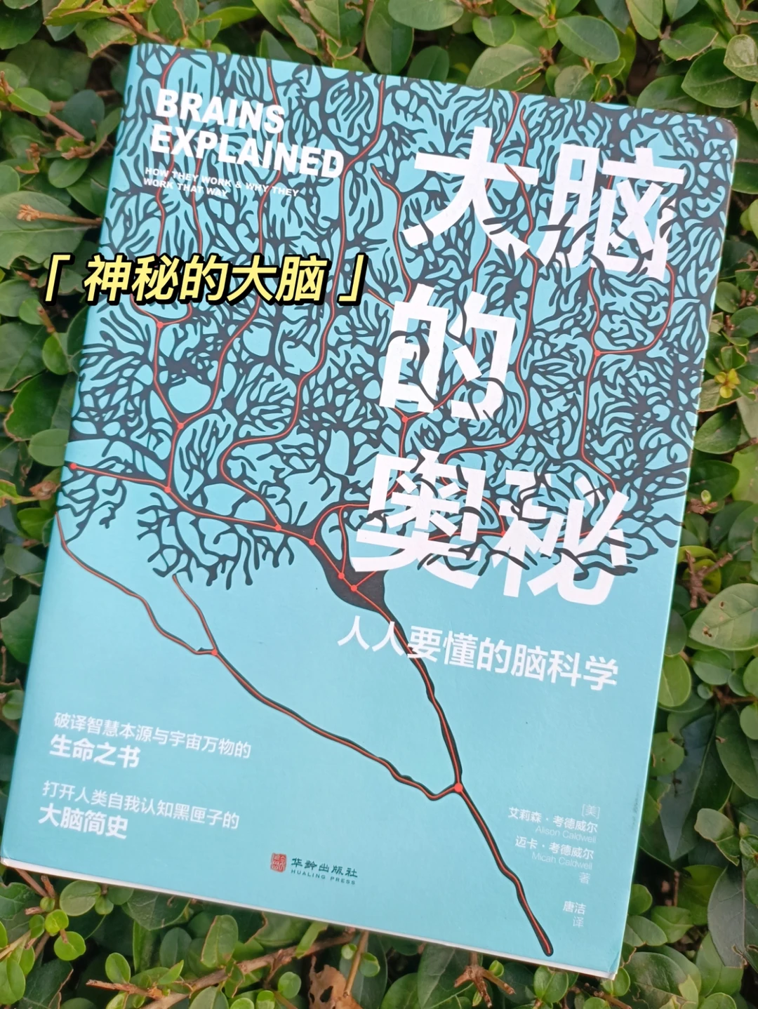 智慧之书｜你真的了解过自己的大脑吗？