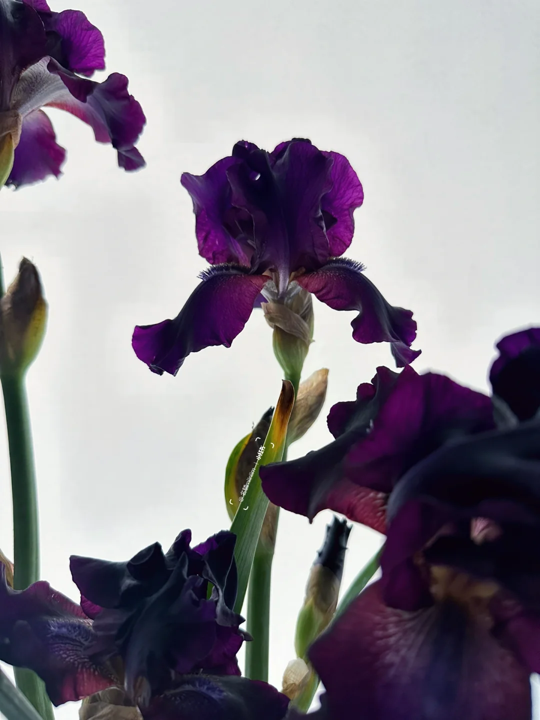 暗色德国鸢尾｜凝视夜晚般的寂静紫