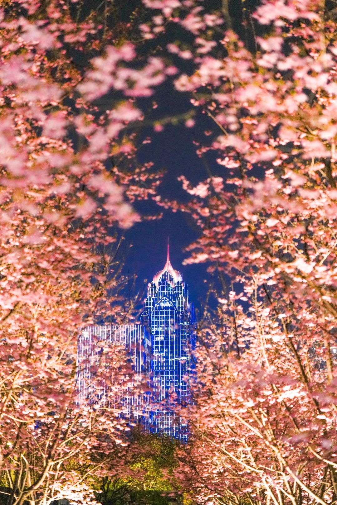 鄞州公园樱花🌸开了，其他的樱花🌸还在路上
