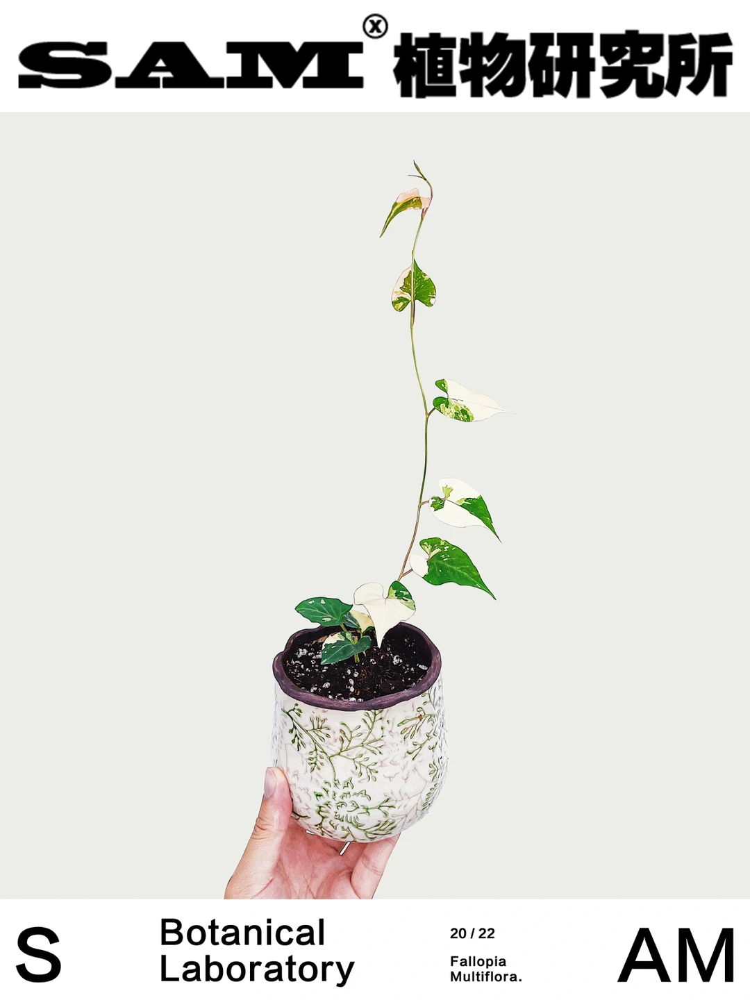 锦叶何首乌｜Fallopia Multiflora (Thunb.)