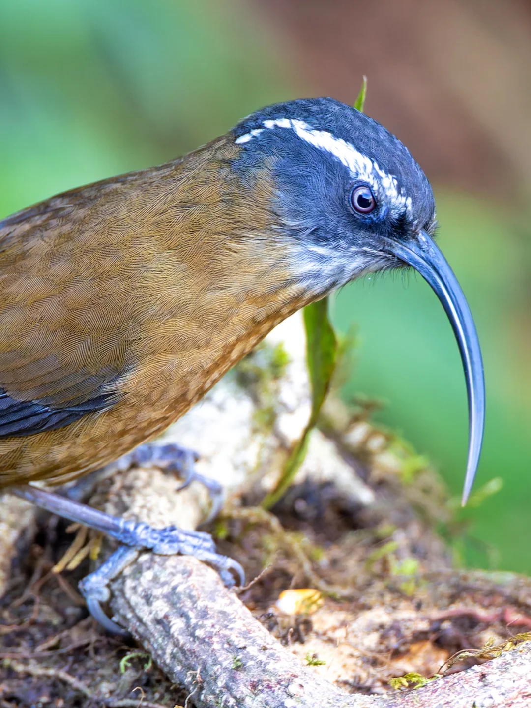 剑嘴鹛嘴上的这把剑磨的光亮