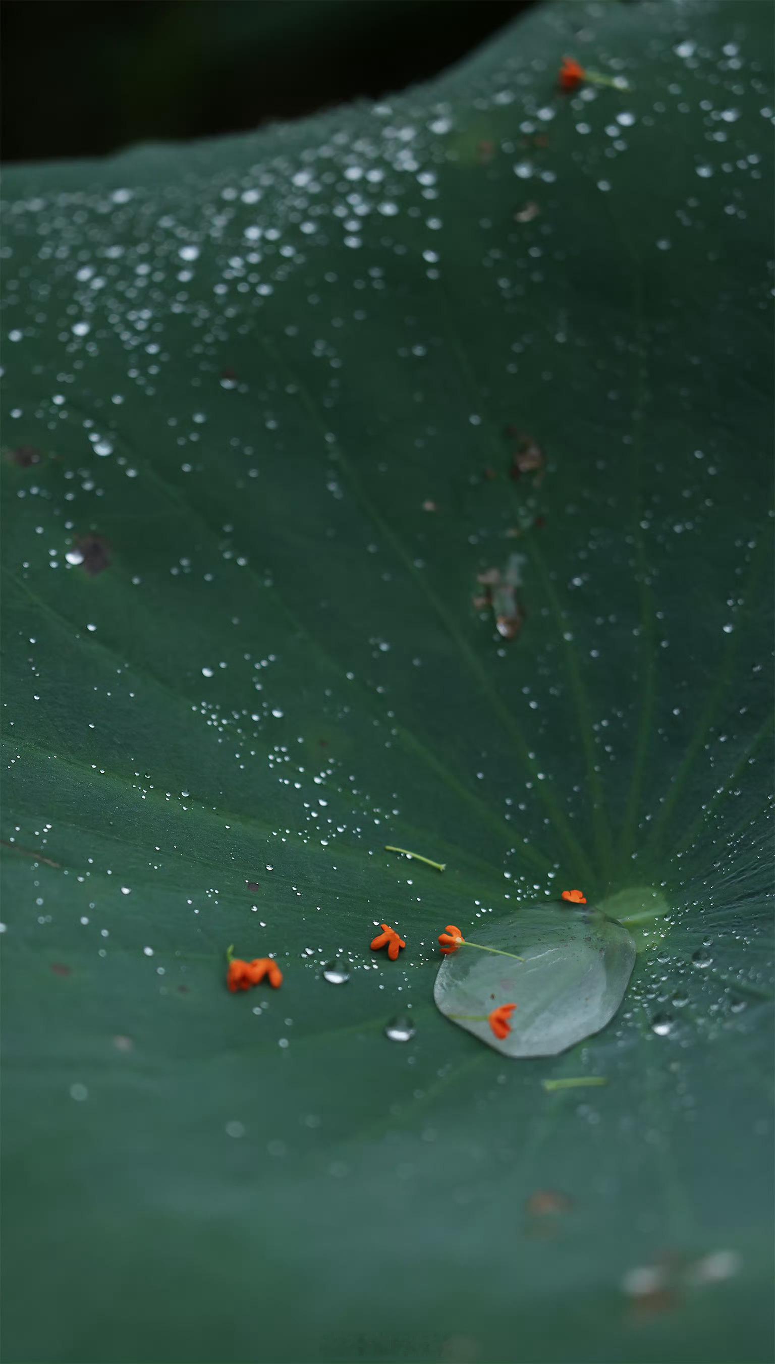 卷舒自由，行止在我 —— 《菜根谭》我们的情绪总能被外界轻易钩动，而修行就是试着由自己做主，不再受情绪牵扯。🙏🍵佛法看世间修行遇见艺术阿弥陀佛 ​​​