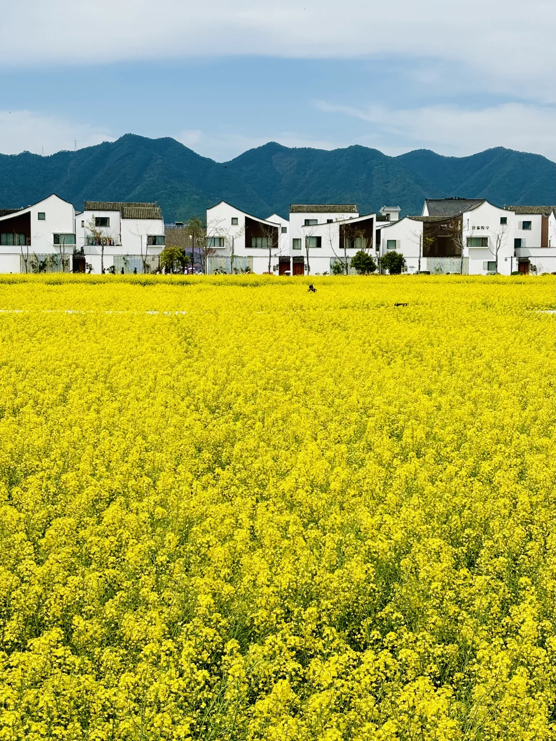 在杭州，拍到了小学语文课本里的春天