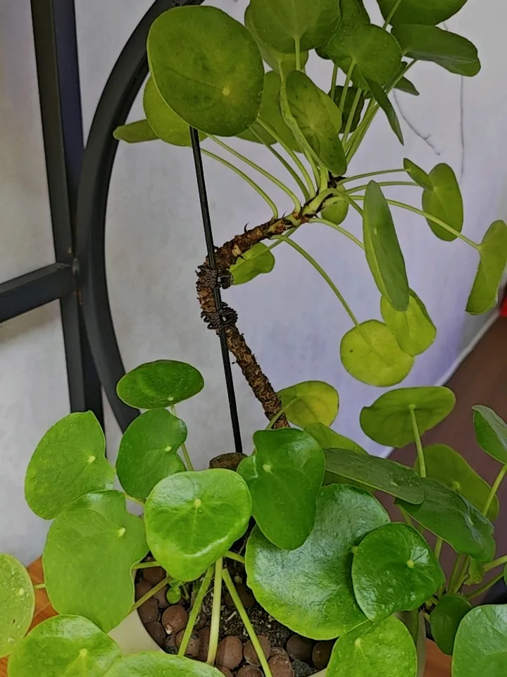 当一个人看透人性会怎样呢?