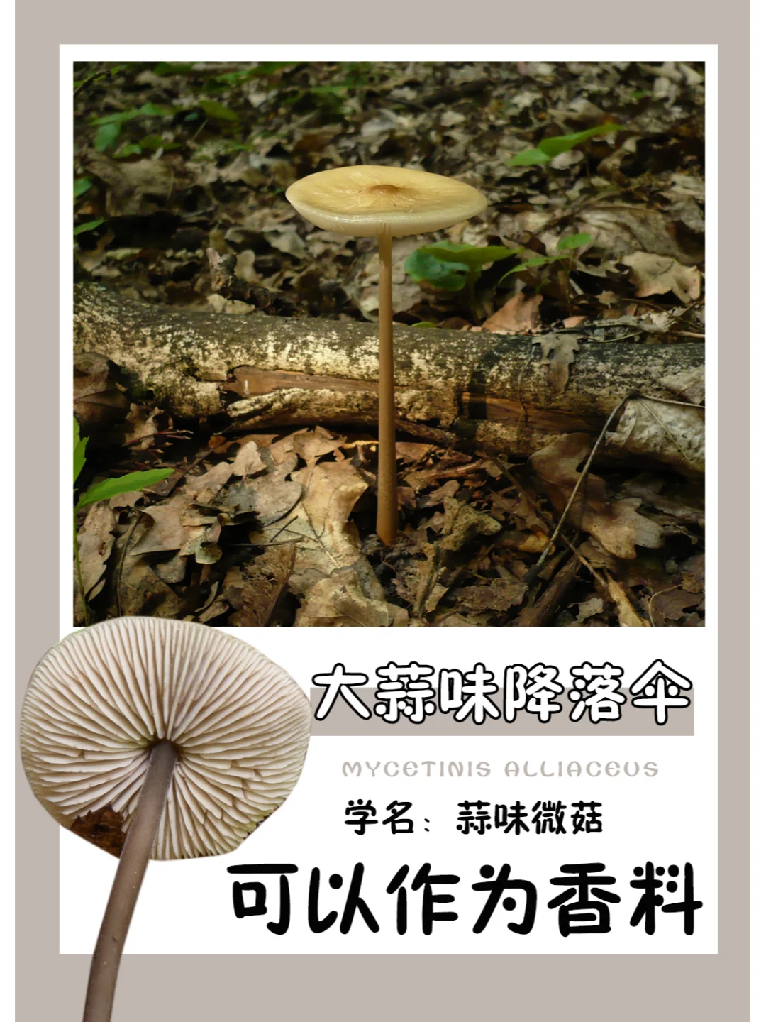 突然很好奇，想采一朵闻一闻