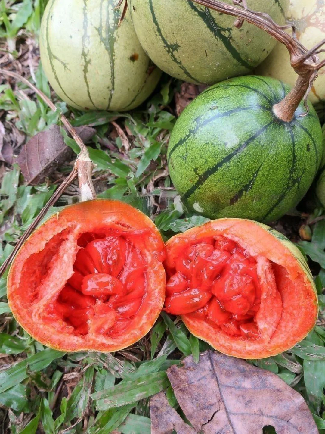 墨西哥乳苋瓜Cionosicys macranthus