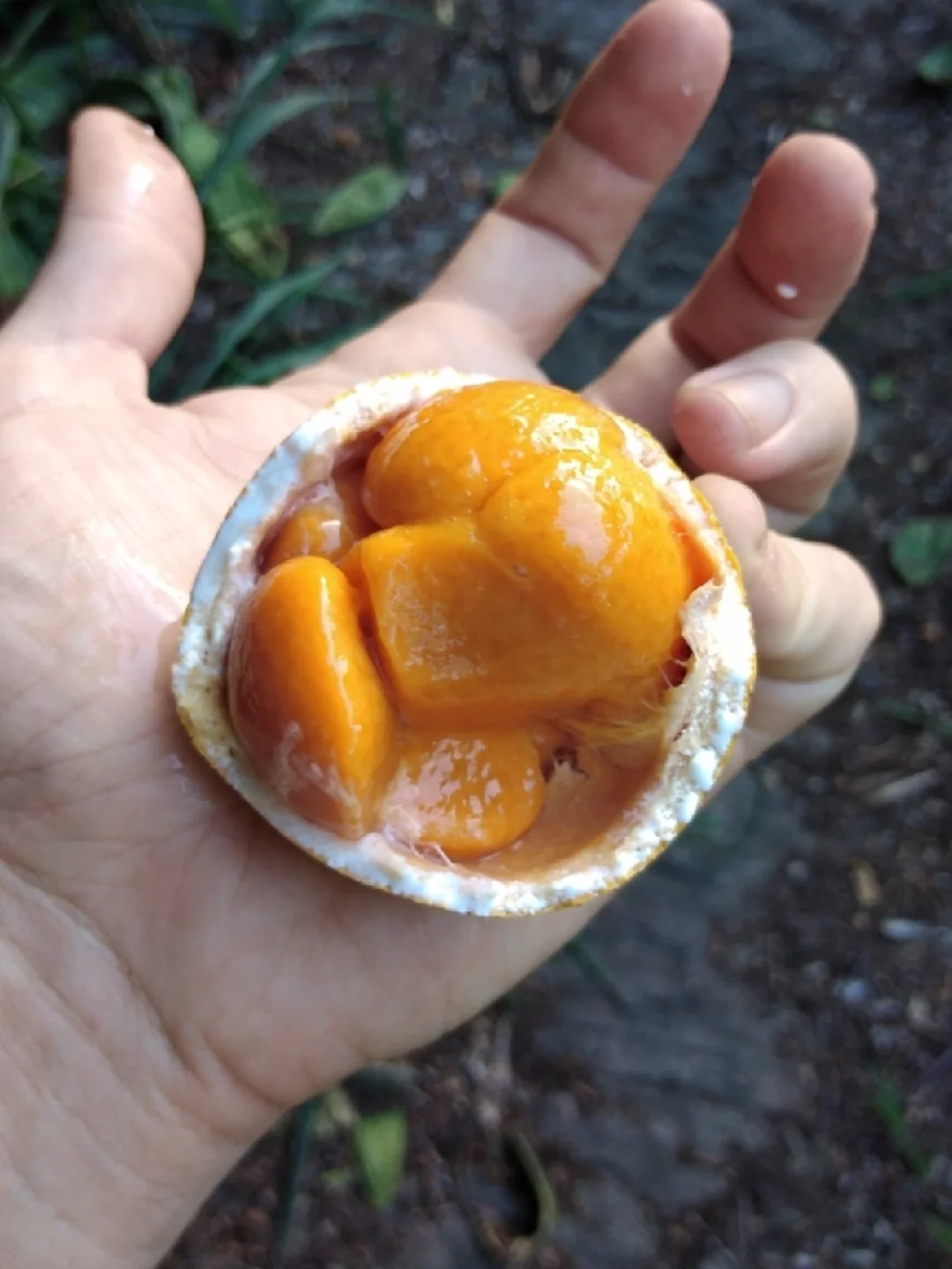 非洲野果 沙杏藤Landolphia kirkii