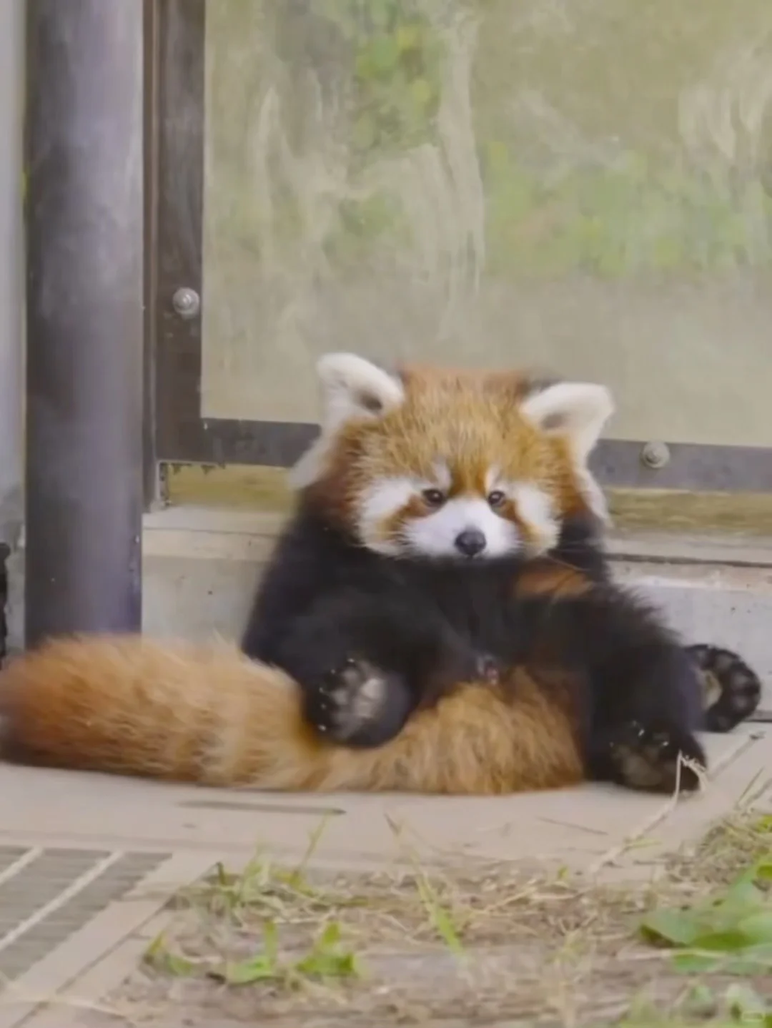 它居然躺在自己的尾巴上！ 小熊猫懒懒的样子也太可爱了吧！好像个自给自足的小沙发